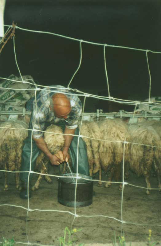 Harte Handarbeit beim Melken der 160 Schafe